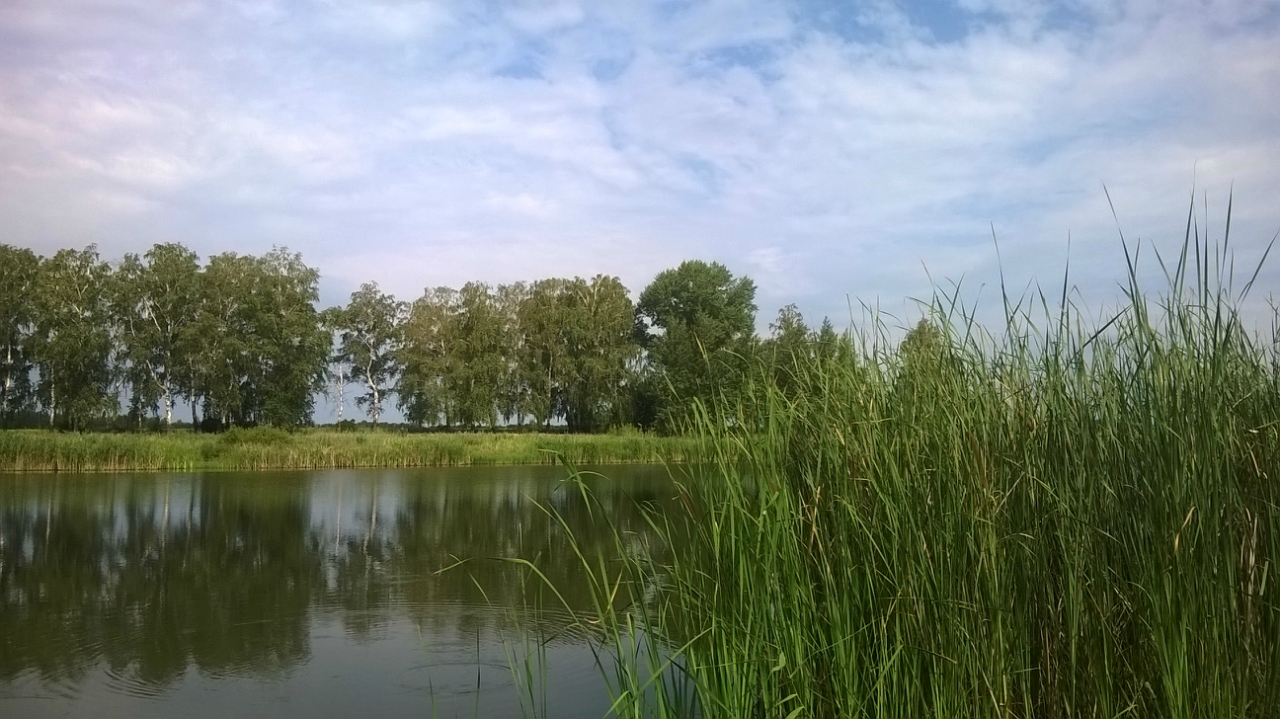 Село каширское воронежская. Пруд Коломенский Каширского. Коломенский пруд Воронежская область. Пруд Коломенское рыбалка. Колтово Кашира пруд.