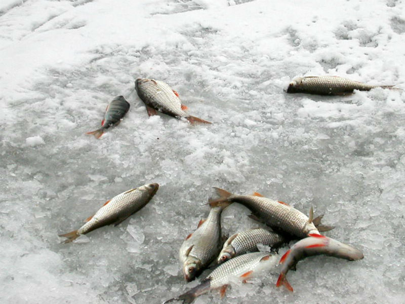 зимняя рыбалка ловля окуня и плотвы на мормышку видео