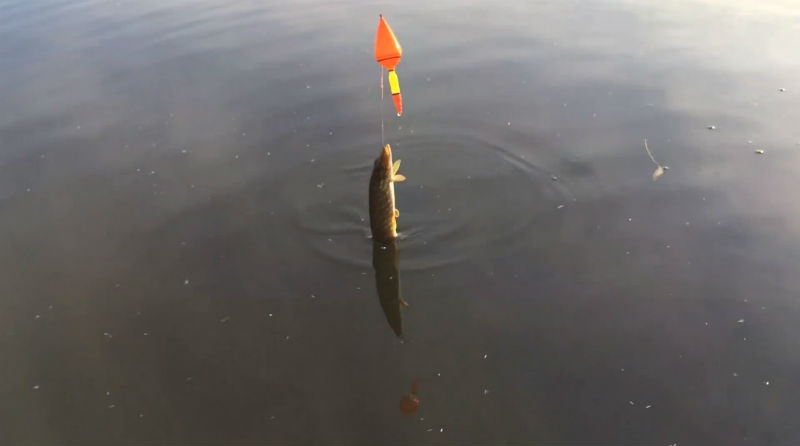 рыбалка щуки на жерлицу летом видео
